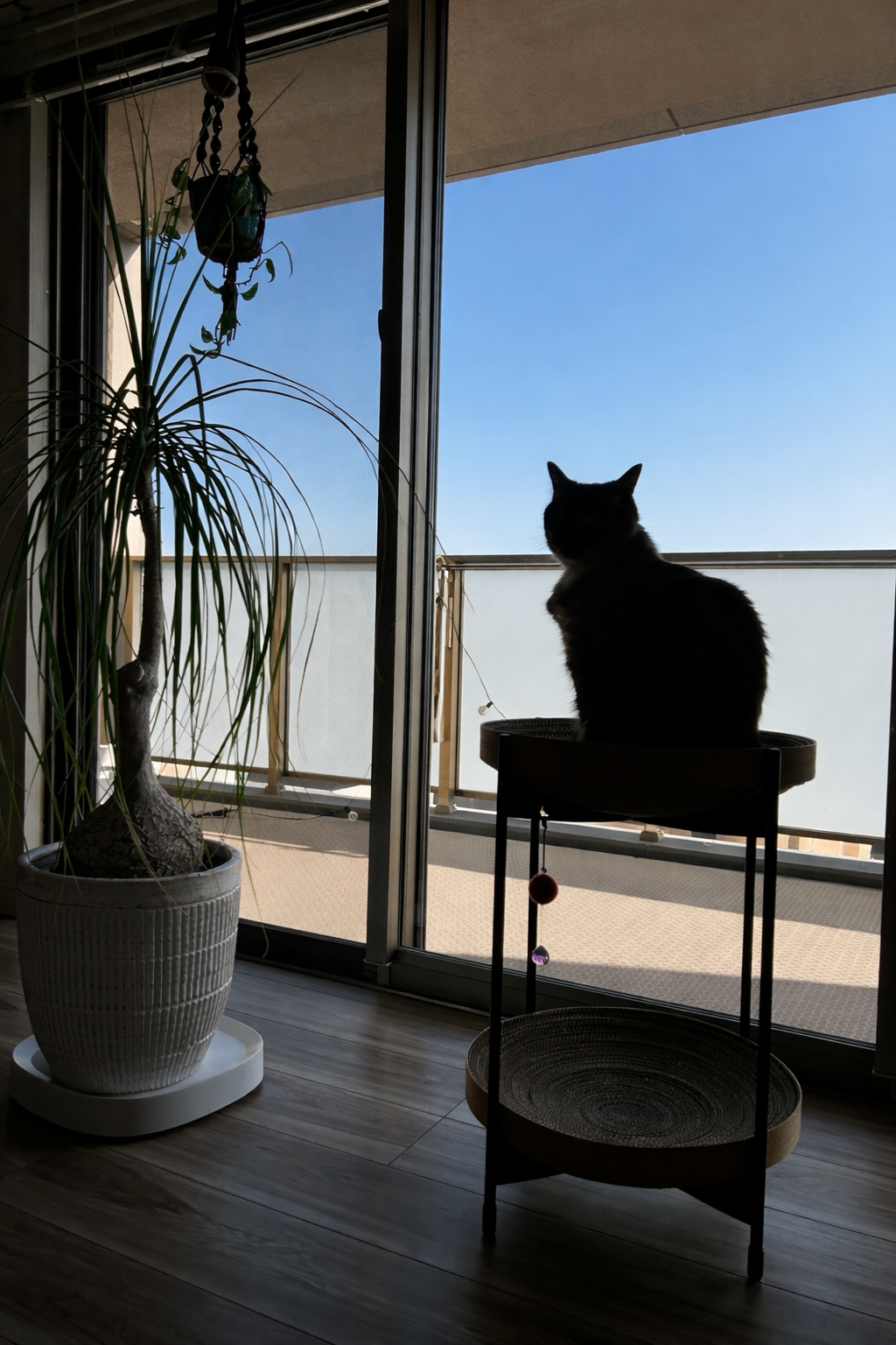 キャットタワーって本当に必要？｜人と猫ちゃんが喜ぶ家づくりについて