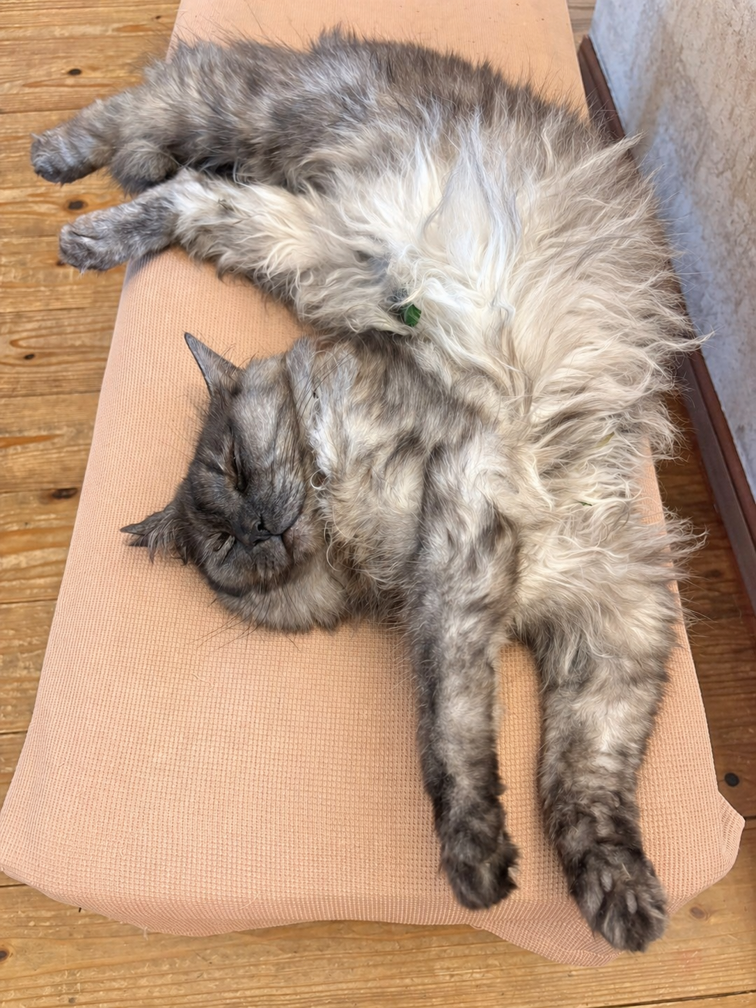 猫はたぶん、自分を人間だと思っている