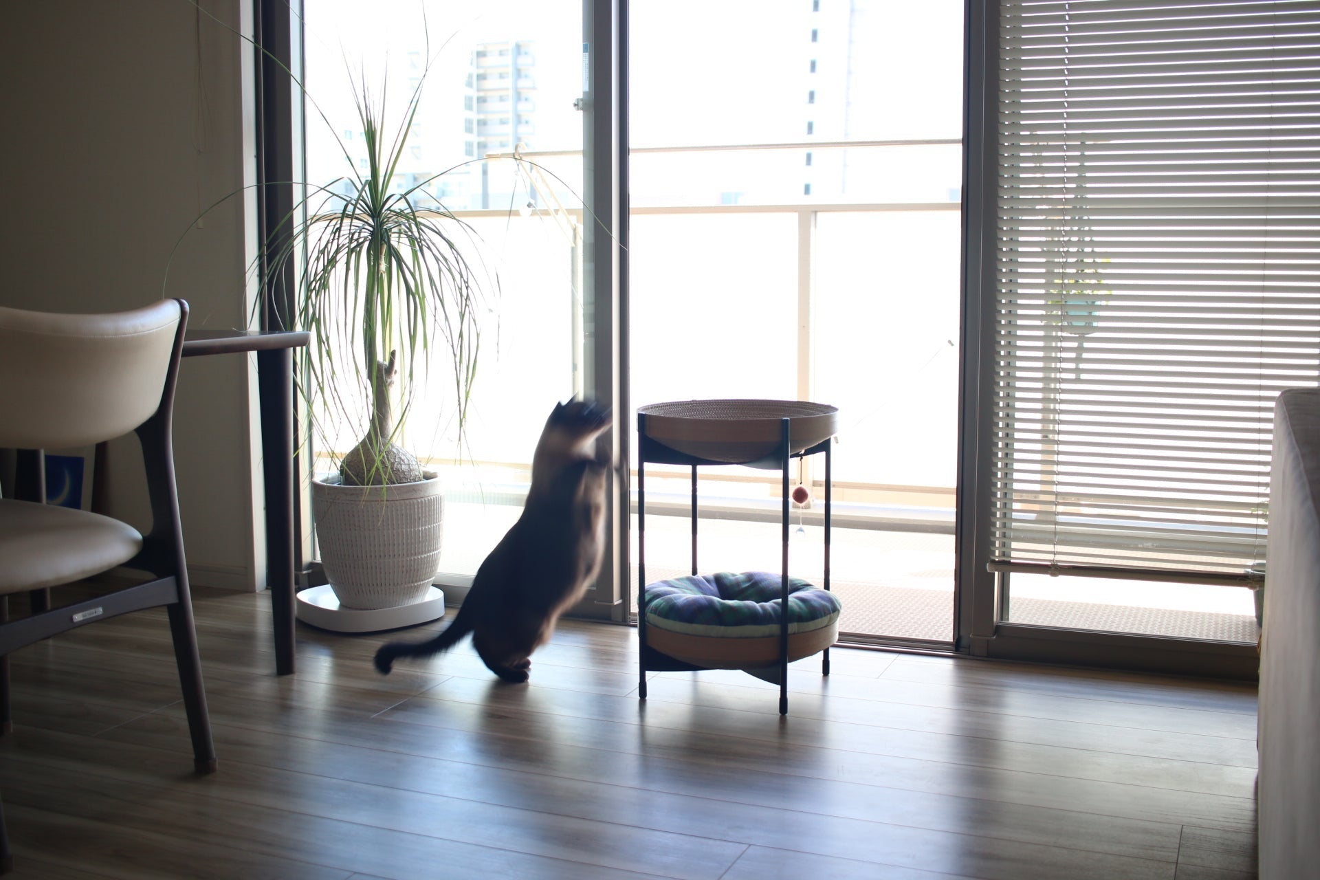 ミニマリストでも猫と暮らせる？すっきり部屋の作り方