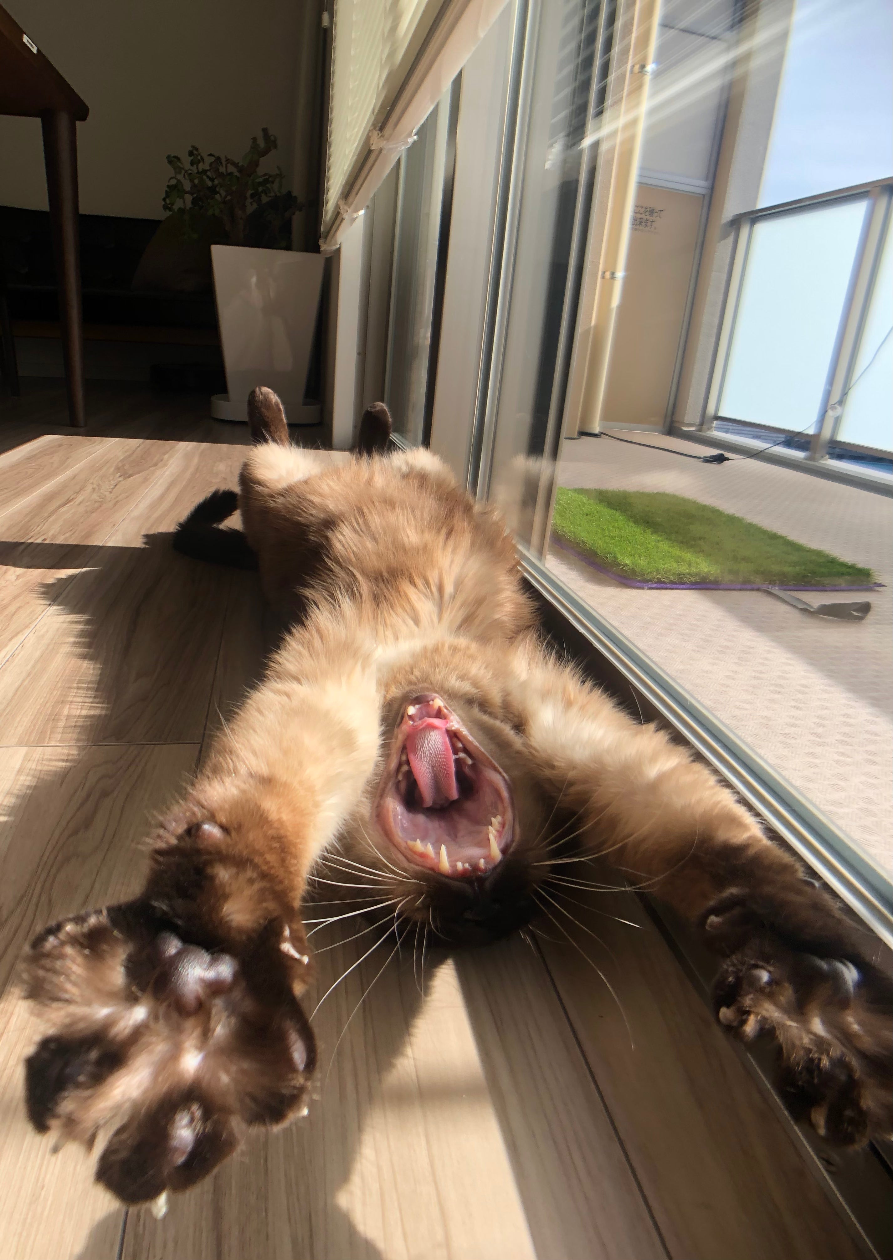猫ちゃんの寿命を伸ばす習慣｜5選