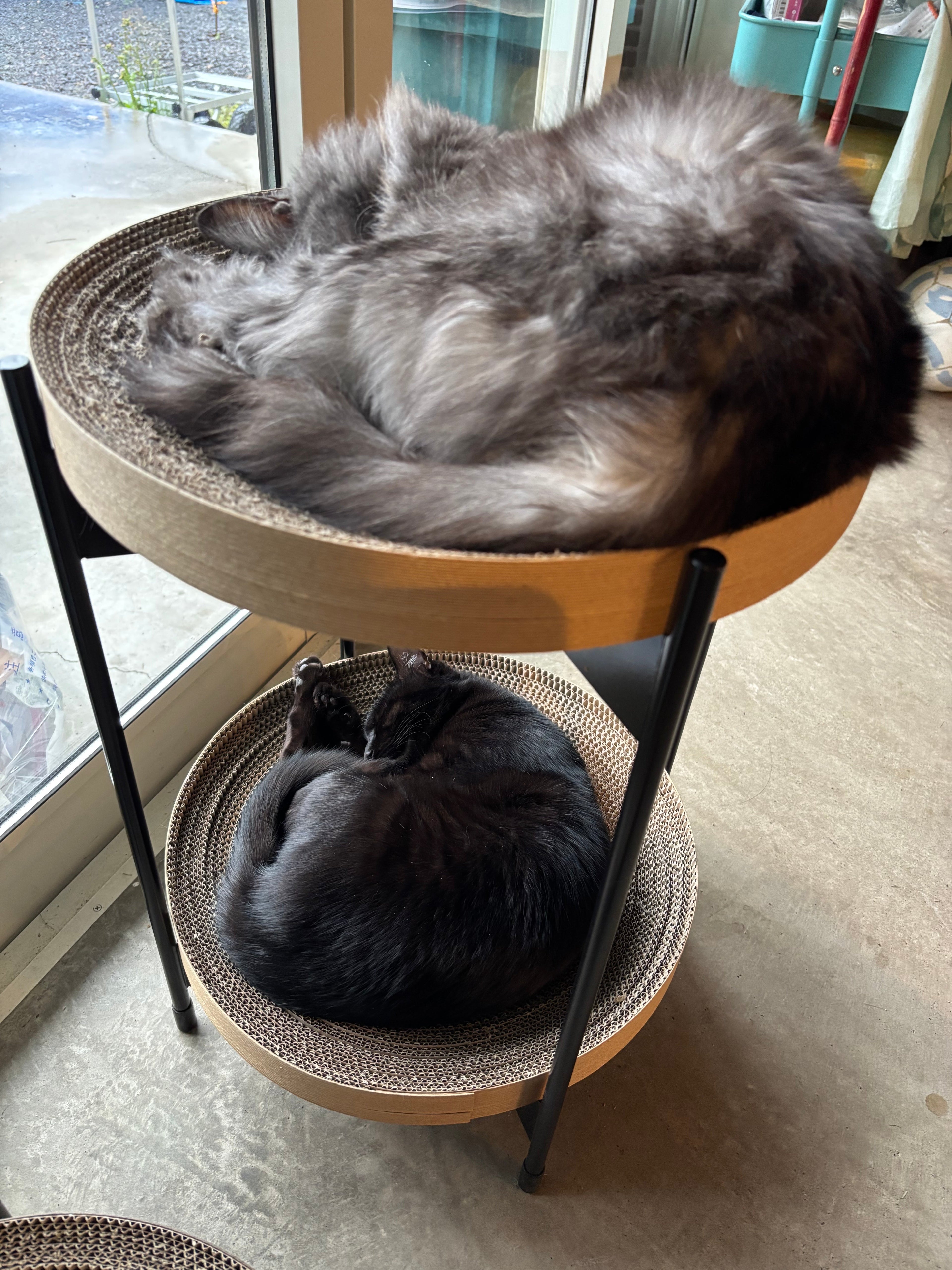 猫ちゃん用の家具やおもちゃ｜猫ちゃんが喜ぶ高さや素材とは？